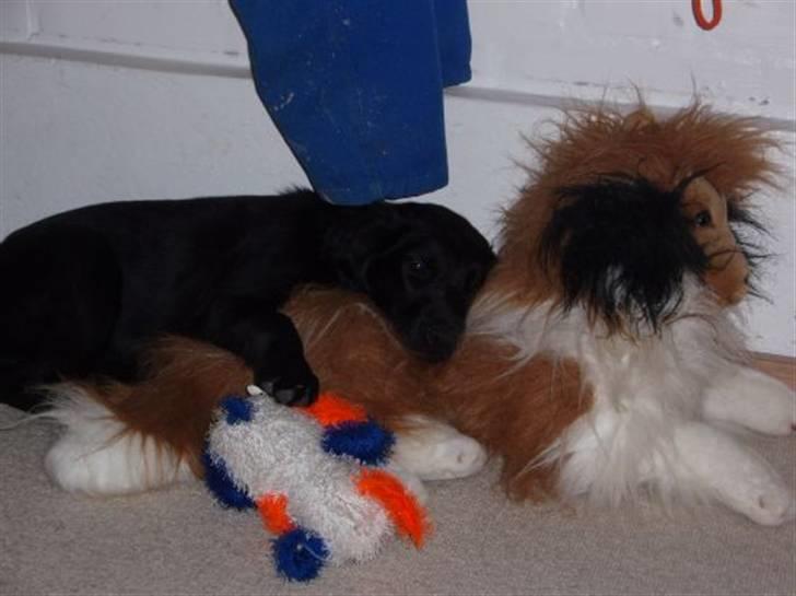 Flat coated retriever Fia (Kennelnavn Honey)  - Råhygge med lassie bamsehunden. billede 2