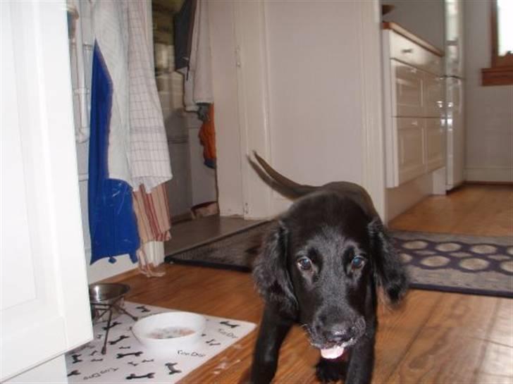 Flat coated retriever Fia (Kennelnavn Honey)  - fia stangstiv på A38 tihi billede 3