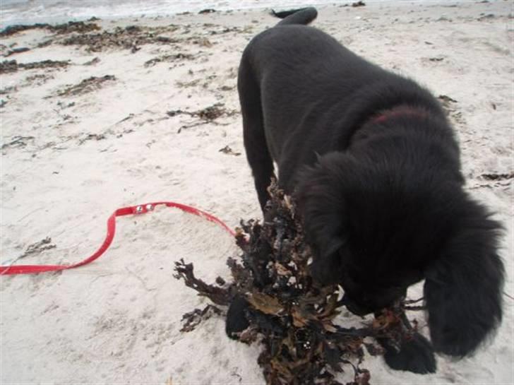 Flat coated retriever Fia (Kennelnavn Honey)  - Mums tang. billede 4