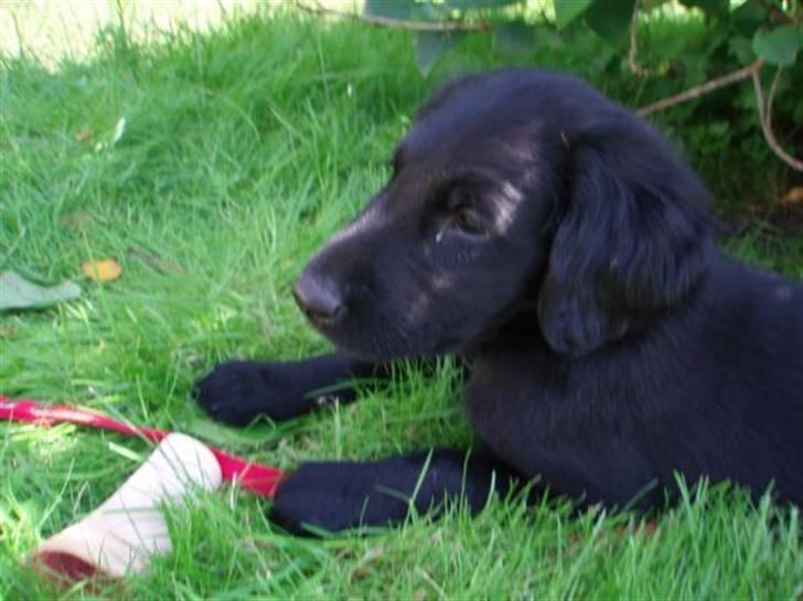 Flat coated retriever Fia (Kennelnavn Honey)  - Kigger efter æslerne. De er dog nogle mærkelige STORE dyr!  billede 5