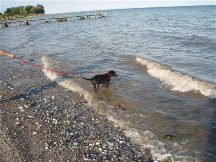 Flat coated retriever Fia (Kennelnavn Honey)  - Søkoen Fia på vej ud i de store bølger..... billede 6
