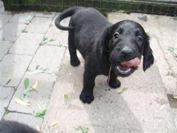 Flat coated retriever Fia (Kennelnavn Honey)  - 6 uger gamle Fia stiller glædeligt op til et foto.  billede 7