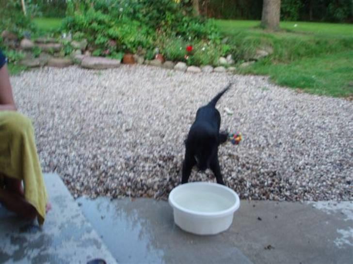 Flat coated retriever Fia (Kennelnavn Honey)  - Atack....Nu skal du få en ordenlig røvfuld slemme vand!:-) billede 8