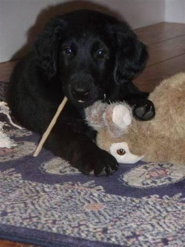 Flat coated retriever Fia (Kennelnavn Honey)  - Ja lidt jagthund er man da...Har lige fanget en lille kanin i marken. billede 9