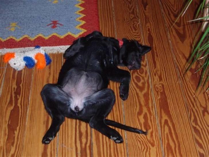 Flat coated retriever Fia (Kennelnavn Honey)  - Ynglings sovestilling  billede 10