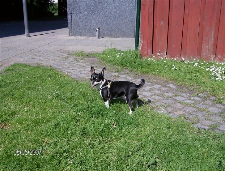 Chihuahua Perle - Himmelhund :( - Perle sommer 07 billede 1