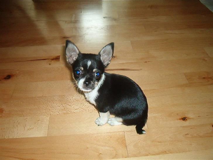 Chihuahua Perle - Himmelhund :( - Perle som hvalp billede 2