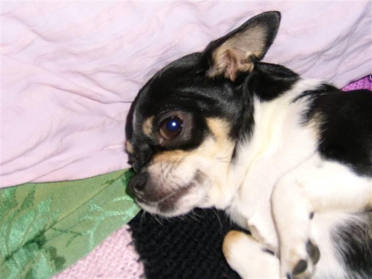 Chihuahua Perle - Himmelhund :( billede 3