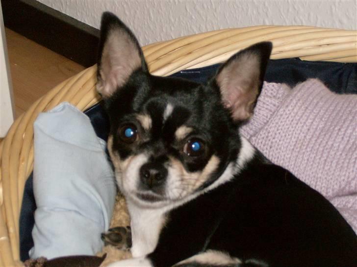 Chihuahua Perle - Himmelhund :( billede 4