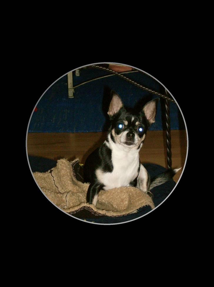 Chihuahua Perle - Himmelhund :( billede 5