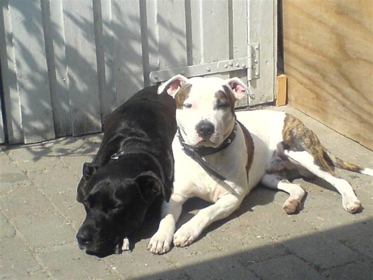 Amerikansk staffordshire terrier Chako billede 15