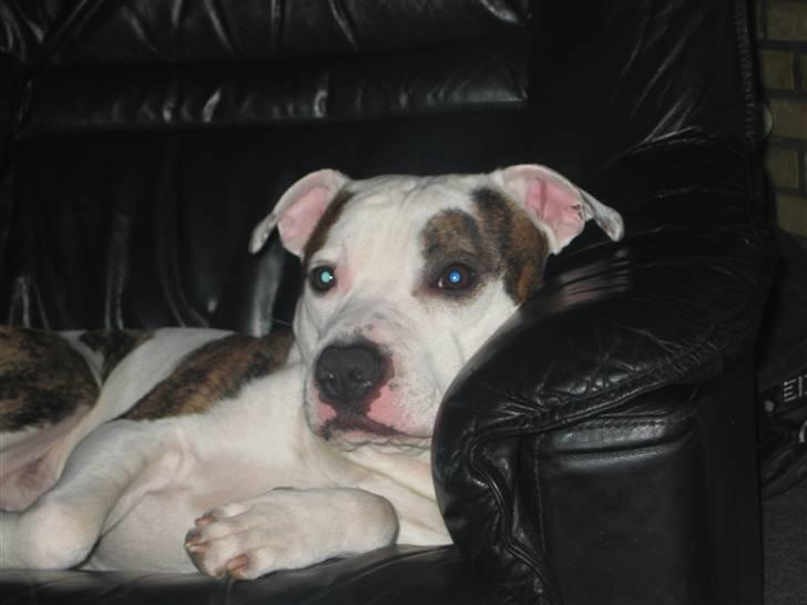 Amerikansk staffordshire terrier Chako billede 16