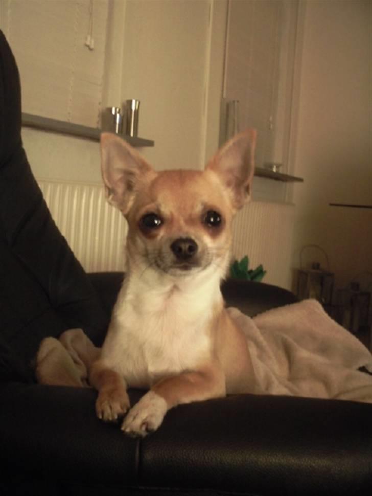 Chihuahua Yuna billede 2