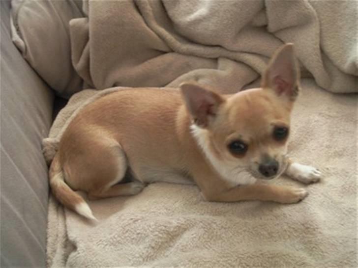 Chihuahua Yuna billede 3
