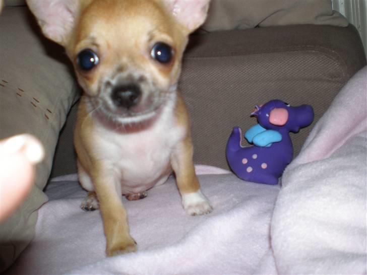 Chihuahua Yuna - Hvad har du der, mor? billede 4