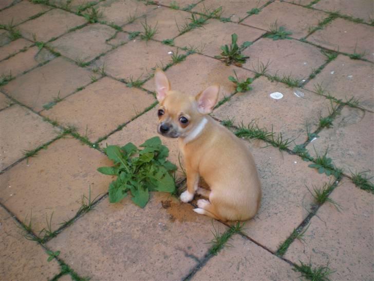 Chihuahua Yuna billede 5