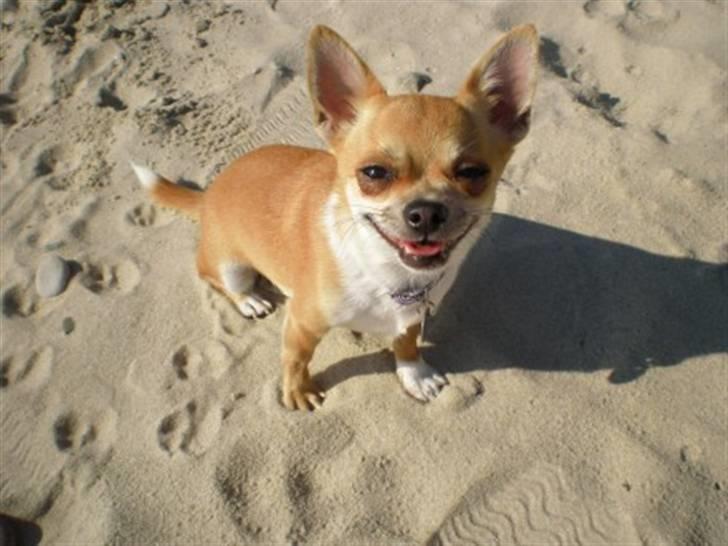 Chihuahua Yuna - Smiiiiiiiiiill billede 6