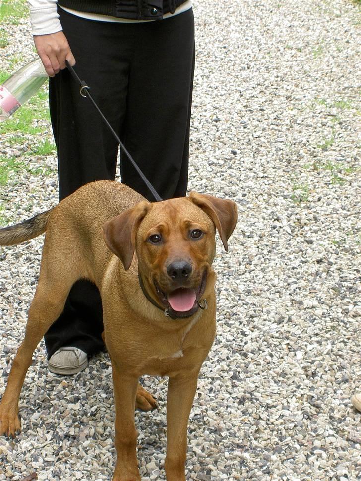 Blanding af racer Balto aflivet d. 3/11-11  billede 1