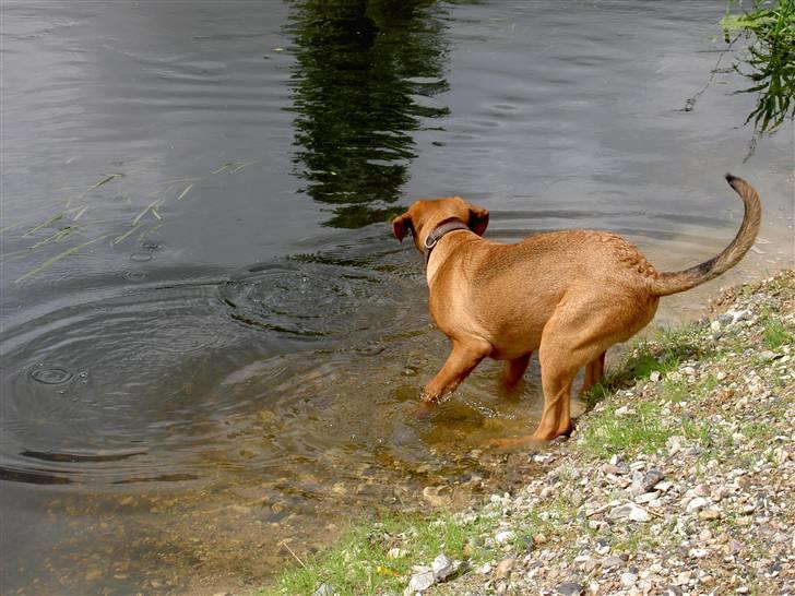 Blanding af racer Balto aflivet d. 3/11-11  billede 2