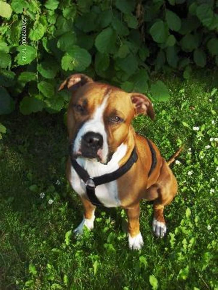 Amerikansk staffordshire terrier Armani billede 1