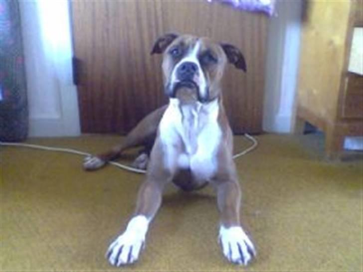 Amerikansk staffordshire terrier Armani billede 2