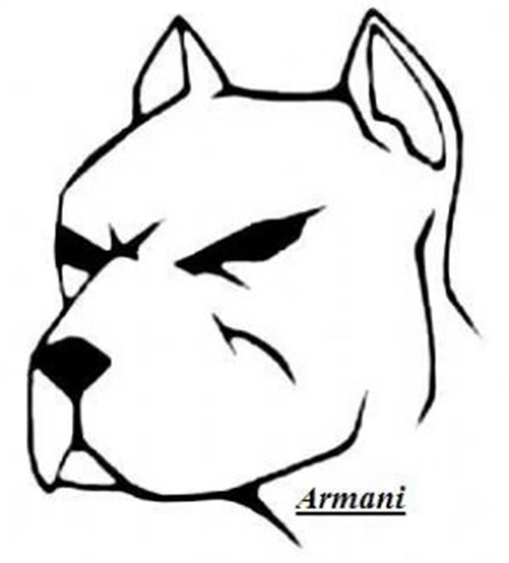 Amerikansk staffordshire terrier Armani billede 3