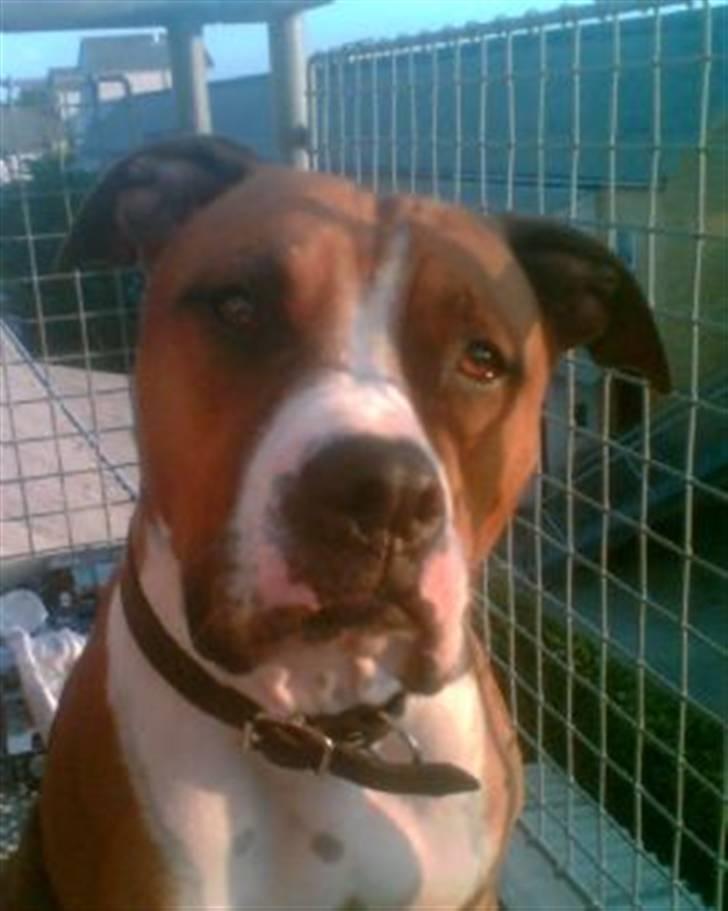 Amerikansk staffordshire terrier Armani billede 4