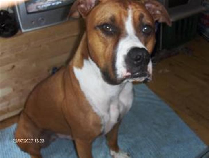 Amerikansk staffordshire terrier Armani billede 5