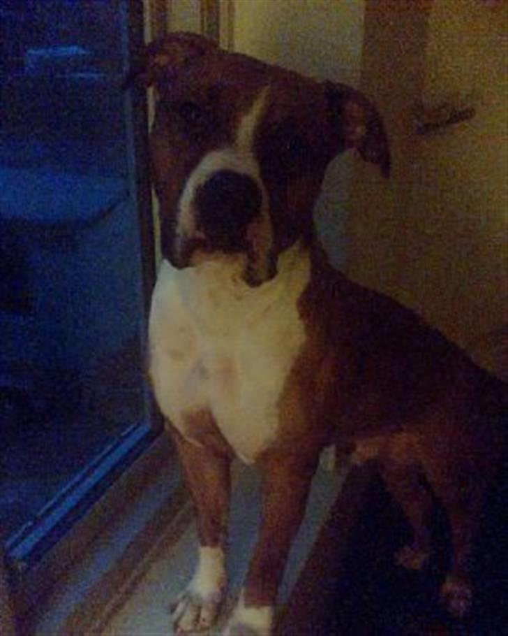 Amerikansk staffordshire terrier Armani billede 6