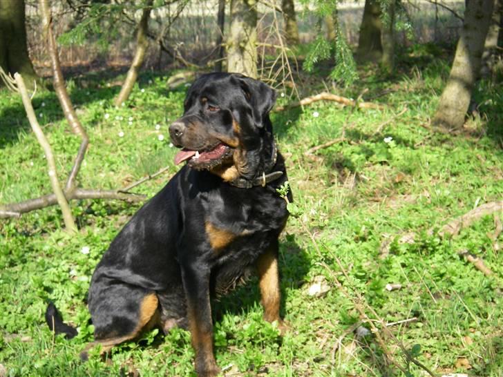 Rottweiler BOSCO billede 7