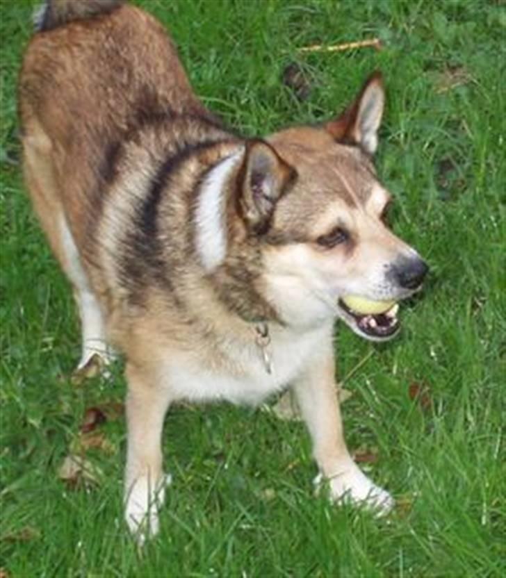 Norsk lundehund Bjarke (Nov.94-Juli.04) - Grønne æbler syntes Bjarke var guf billede 2