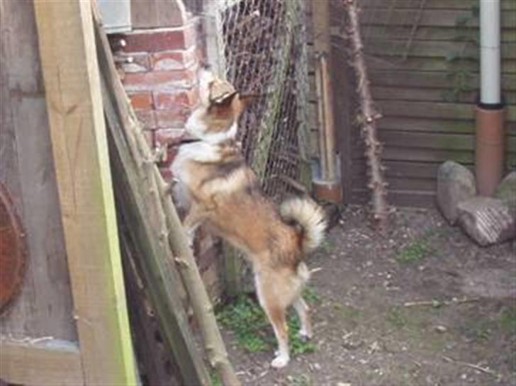 Norsk lundehund Bjarke (Nov.94-Juli.04) - Jeg er overbevist om at der er en lækker mus et sted derinde. billede 4