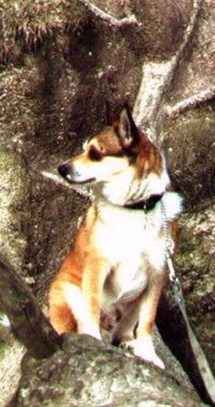 Norsk lundehund Bjarke (Nov.94-Juli.04) billede 7