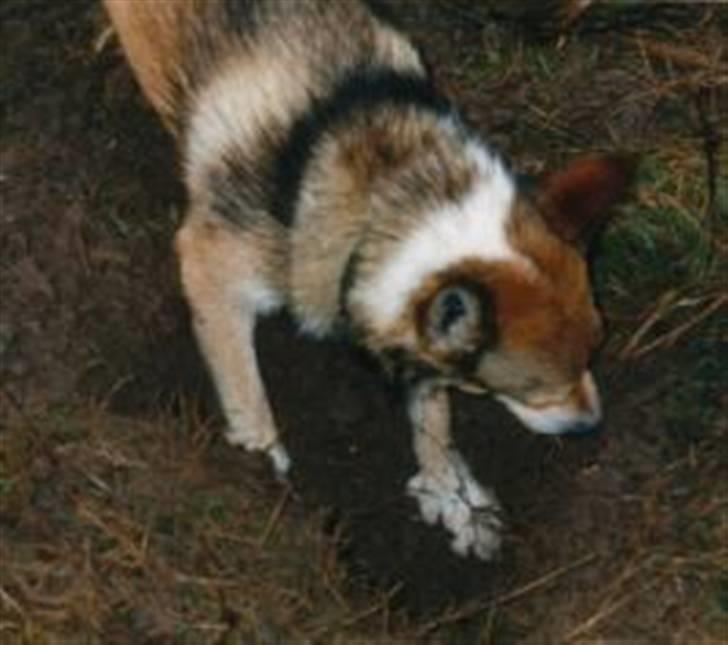 Norsk lundehund Bjarke (Nov.94-Juli.04) - På jagt efter mus eller mosegrise - heldigvis ikke i vores have. billede 12