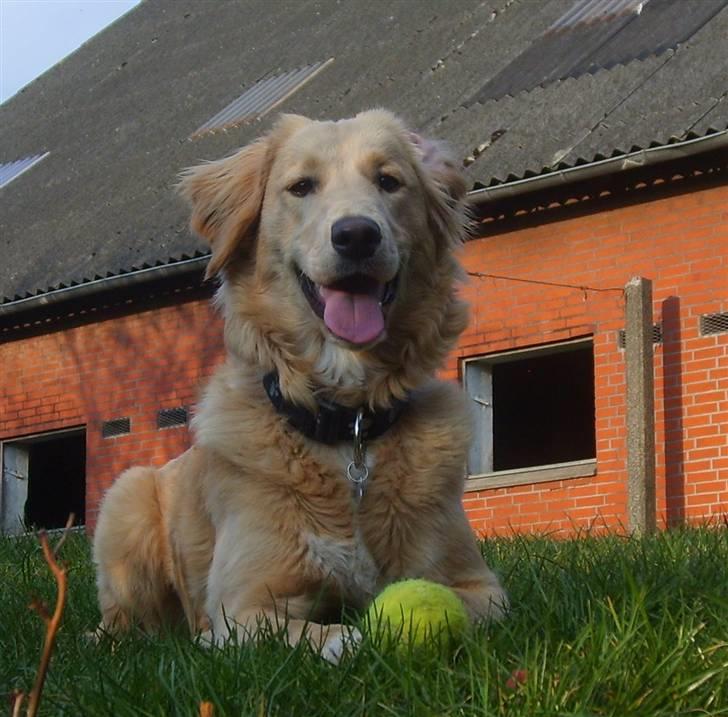 Blanding af racer Molly billede 1