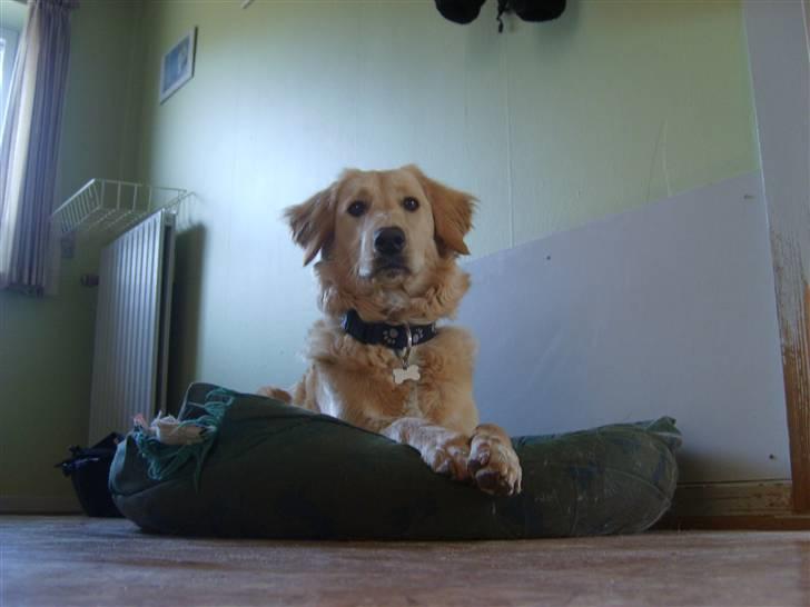 Blanding af racer Molly billede 2