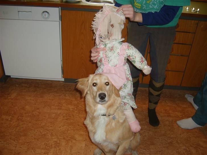 Blanding af racer Molly billede 3