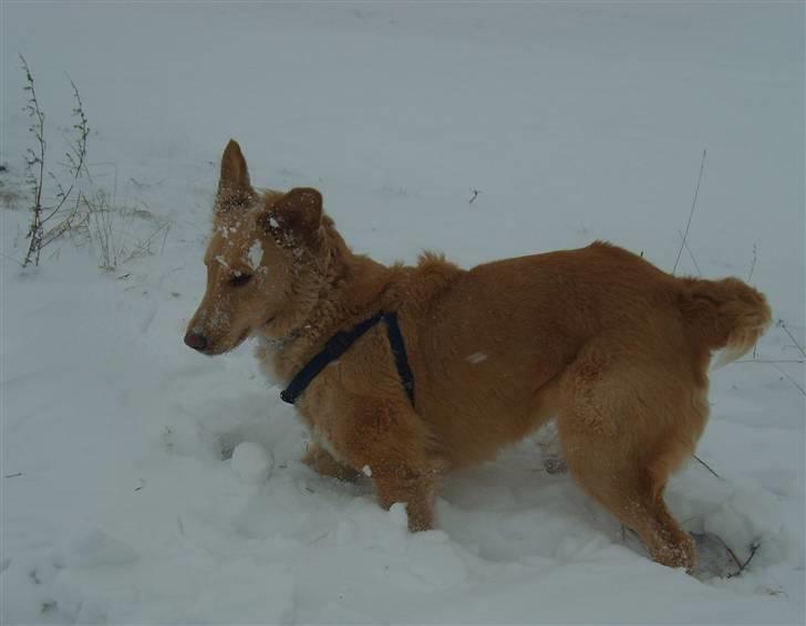 Blanding af racer Molly billede 5