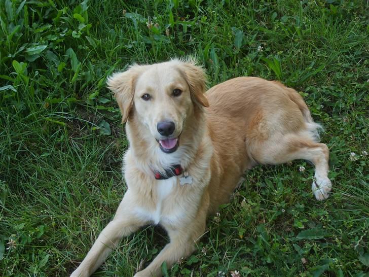 Blanding af racer Molly billede 6