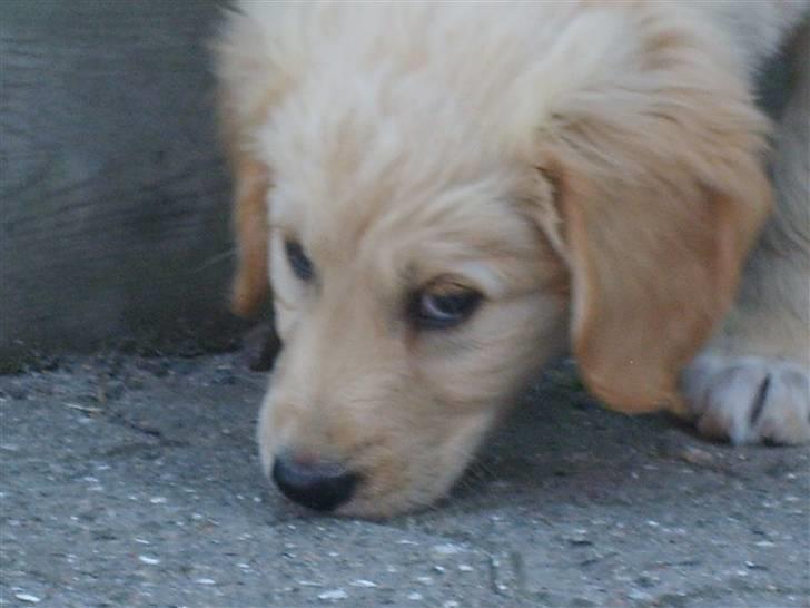 Blanding af racer Molly billede 7