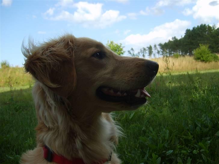 Blanding af racer Molly billede 8