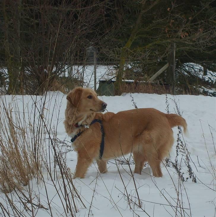 Blanding af racer Molly billede 9