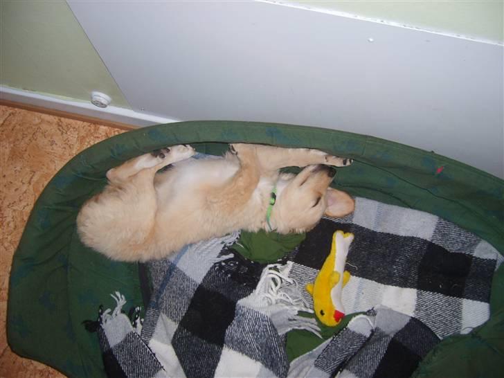 Blanding af racer Molly billede 10