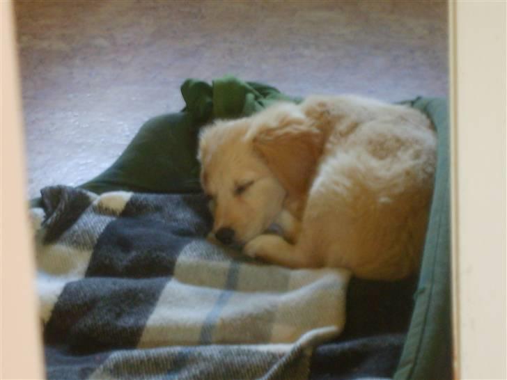 Blanding af racer Molly billede 11