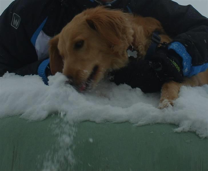 Blanding af racer Molly billede 12