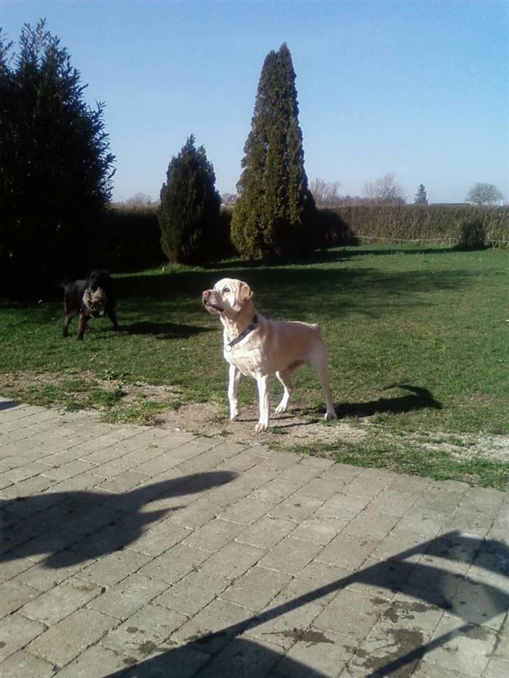 Labrador retriever max  billede 1