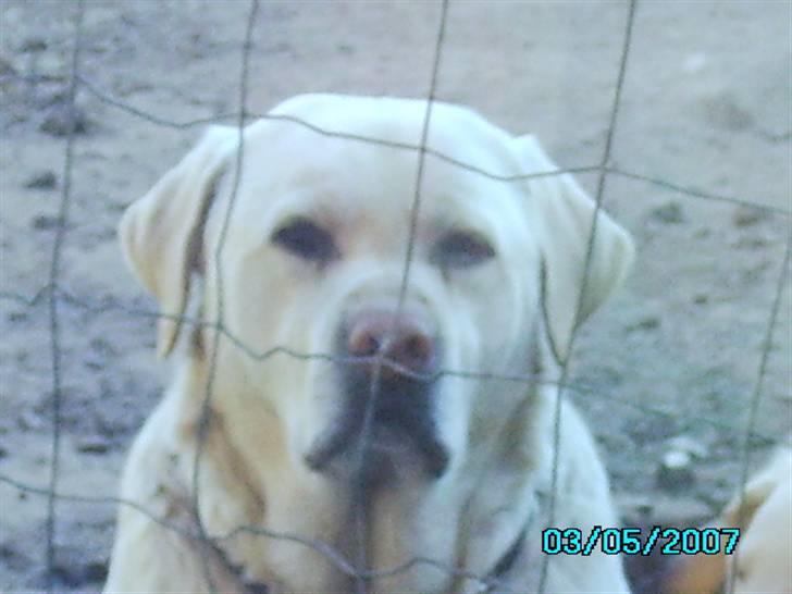 Labrador retriever max  billede 2
