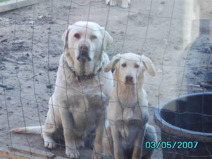 Labrador retriever max  billede 3