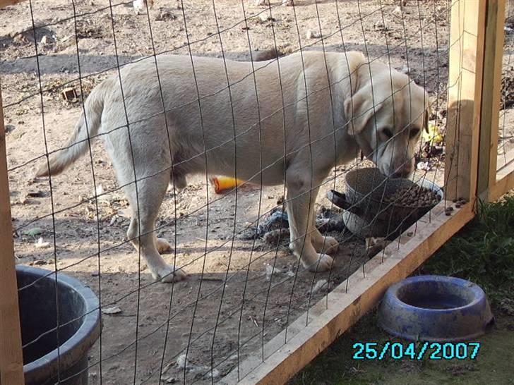 Labrador retriever max  billede 4