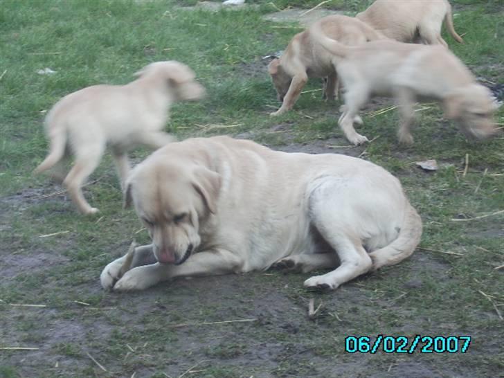 Labrador retriever max  billede 5